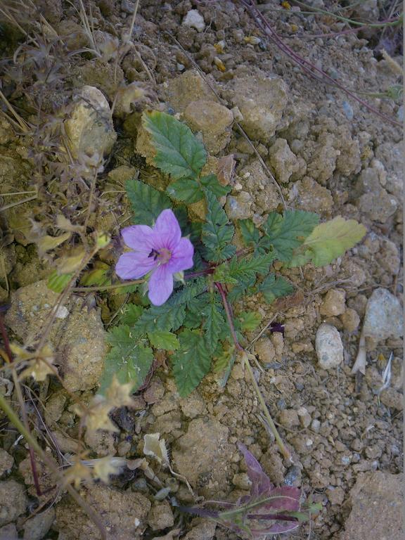 伊维多科亚公寓 Platis Gialos  外观 照片